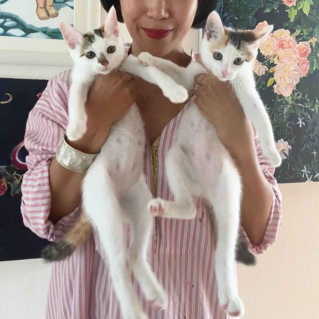 早坂香須子のインスタグラム：「ケージから出すと1秒たりともじっとしてない俊敏な  たまよ（右）・こまの（ひだり）  やっと一緒に正面からの写真が撮れました😂  ウチに来て4日  すでに大きくなってる。  子猫の成長は早い！  #たまよとこまの」