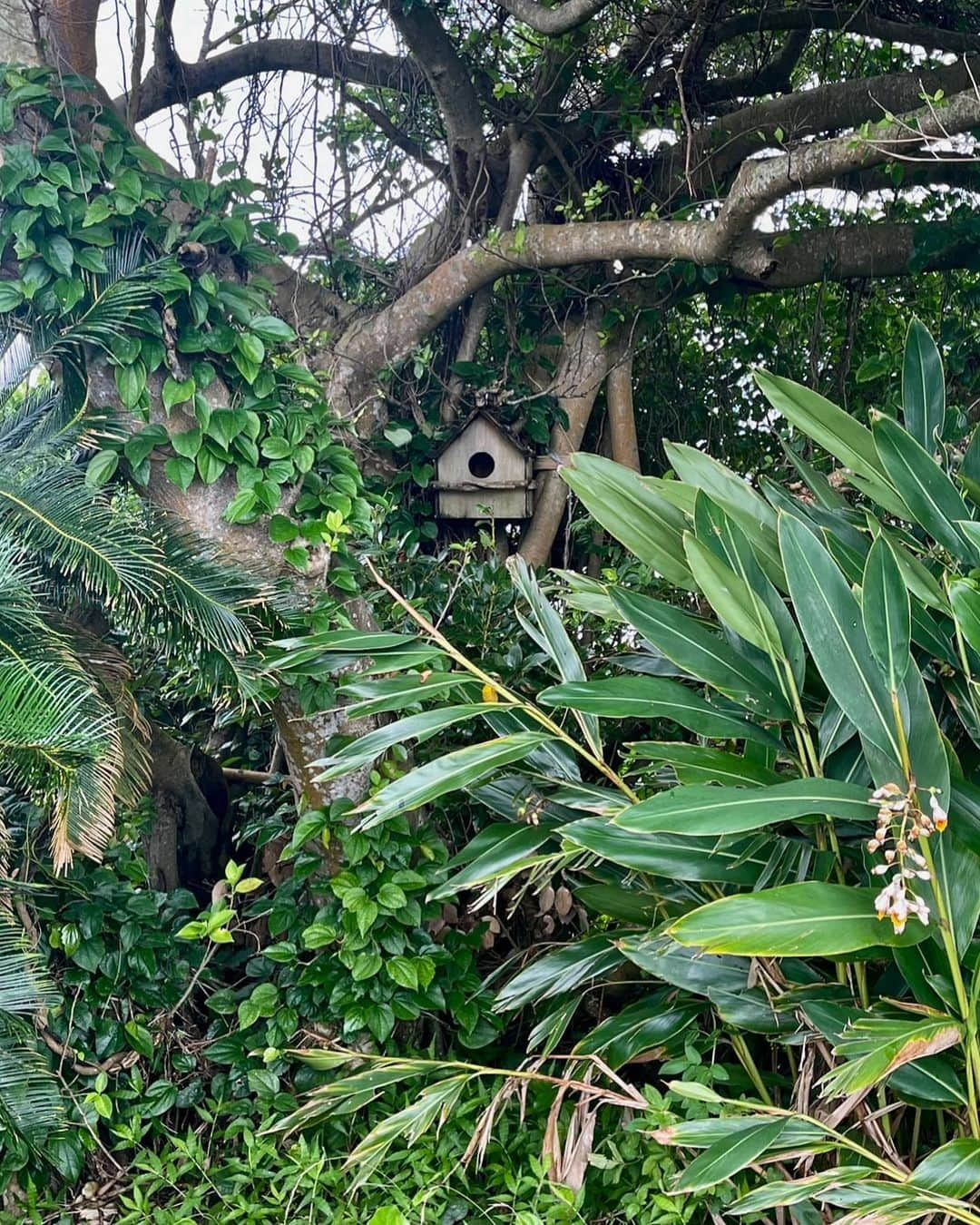 渡邊水希のインスタグラム：「#birdsnest  #jungle #naturelover  #loveearth  📸 @mizuki__watanabe」