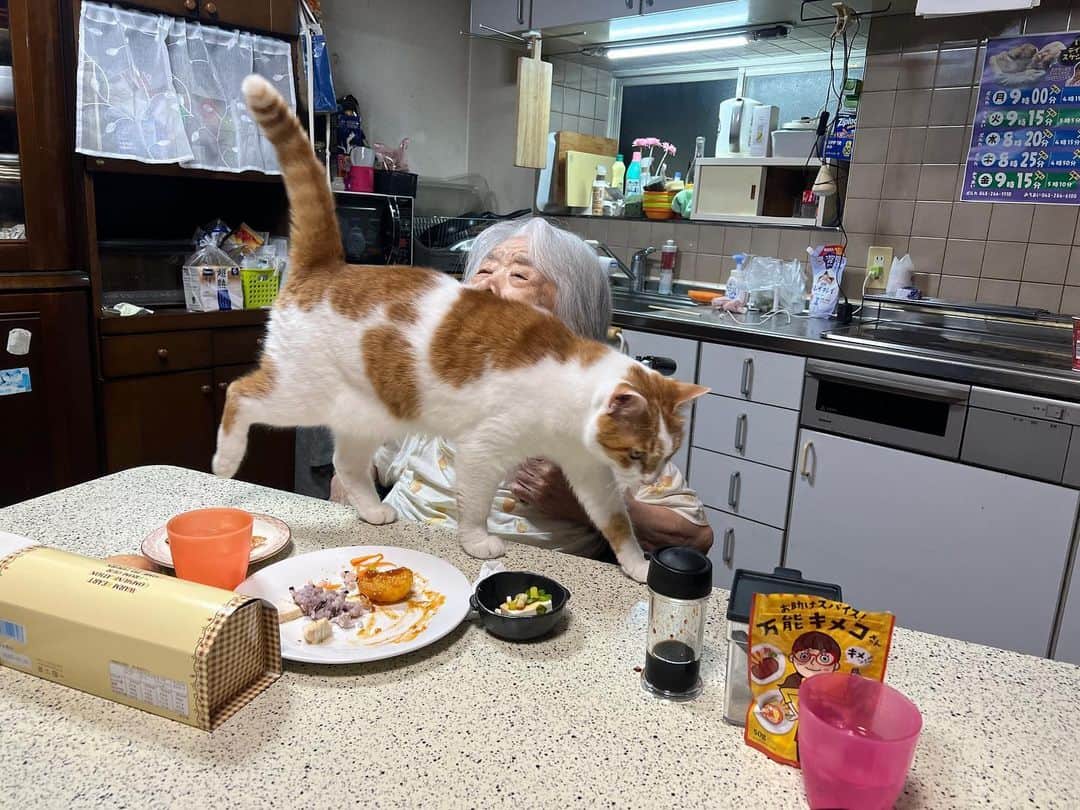 Kachimo Yoshimatsuのインスタグラム：「何もそこを通らなくても…  #うちの猫ら #猫 #ねこ #ニャンスタグラム #oinari #バーバ #バーバと猫 #にゃんすたぐらむ #ねこのきもち #cat #ネコ #catstagram #ネコ部 http://kachimo.exblog.jp」