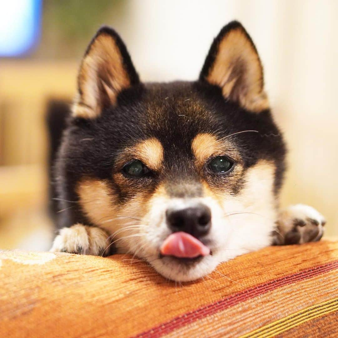 黒豆柴こむぎのインスタグラム：「ウマウマくださ〜い😋2023.06.28  ⭐･*･✩･*･⭐･*･✩･*･⭐･*･✩･*･⭐ ボクのLINE公式アカウントが出来たよ。 ボクとお友だちになって、以下の メッセージを送ってみてね。お返事するよ😘 「こむぎくん」「おはよう」「こんにちは」 「おやすみ」「おしくらまんじゅう」 「変顔して」「こんばんは」「ただいま」 「遊ぼう」「本性見せて」  https://lin.ee/qCJvtxa ハイライト、プロフィールからも飛べます❣️ ⭐･*･✩･*･⭐･*･✩･*･⭐･*･✩･*･⭐  #あごのせ #黒豆柴こむぎ #黒豆柴 #豆柴 #黒柴 #柴犬 #柴 #まめしば #しばいぬ #しば #mameshiba #kuroshiba #shibainu #shiba #shibalove #shibalovers #shibastagram #shiba_snap #shibasofinstagram #ふわもこ部 #pecoいぬ部 #いぬら部 #proudshibas #thedailyshibainu #ここ柴部 #いぬのきもち #todayswanko #rakutenpet #9gagpets #柴スケッチ」