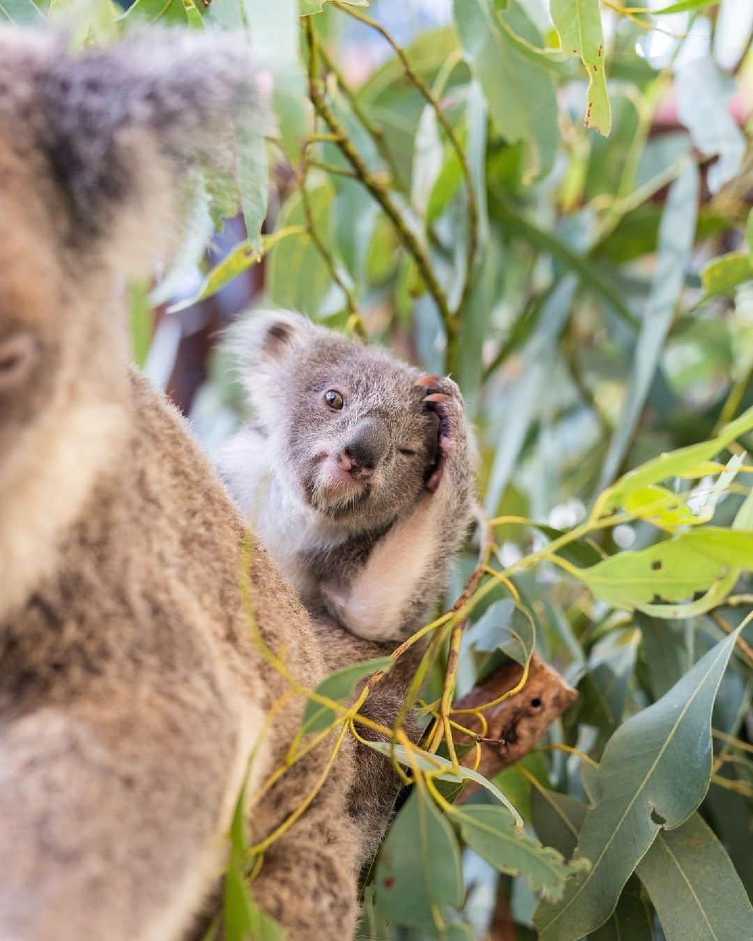 Australiaさんのインスタグラム写真 - (AustraliaInstagram)「"Seriously, mum? Not ANOTHER koala pun" 🙄🐨 @rileyy.williams captured this sweet (and relatable) moment at Hamilton Island Wildlife Park on @queensland's stunning @hamiltonisland. With its white sandy beaches, famous aqua waters and abundant wildlife, 'Hamo' – as it's affectionately known to locals – is the largest of the 74 islands that make up the @whitsundaysqld. Plus, with access to the @gbrmarinepark, #HeartReef and #WhitehavenBeach, it truly is the ultimate island escape! Tip: for a taste of the luxe life, base yourself at @luxurylodgesofaustralia's stunning @qualia. #seeaustralia #thisisqueensland #comeandsaygday」6月29日 5時00分 - australia