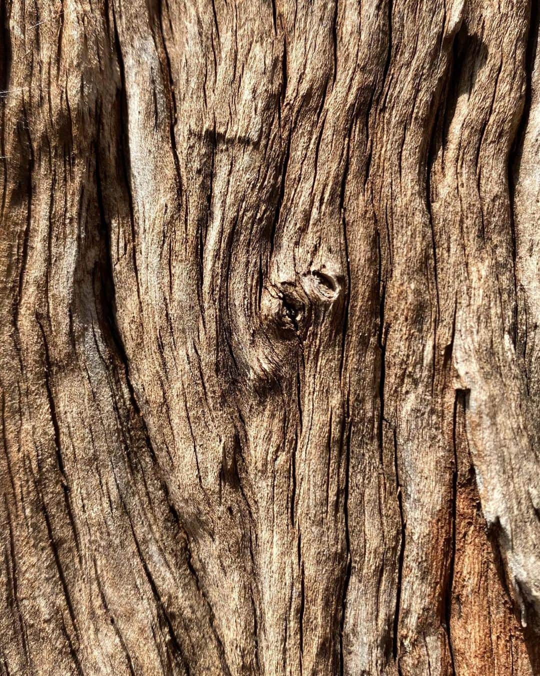 ステラ・マッカートニーさんのインスタグラム写真 - (ステラ・マッカートニーInstagram)「TREE HUGGER ...