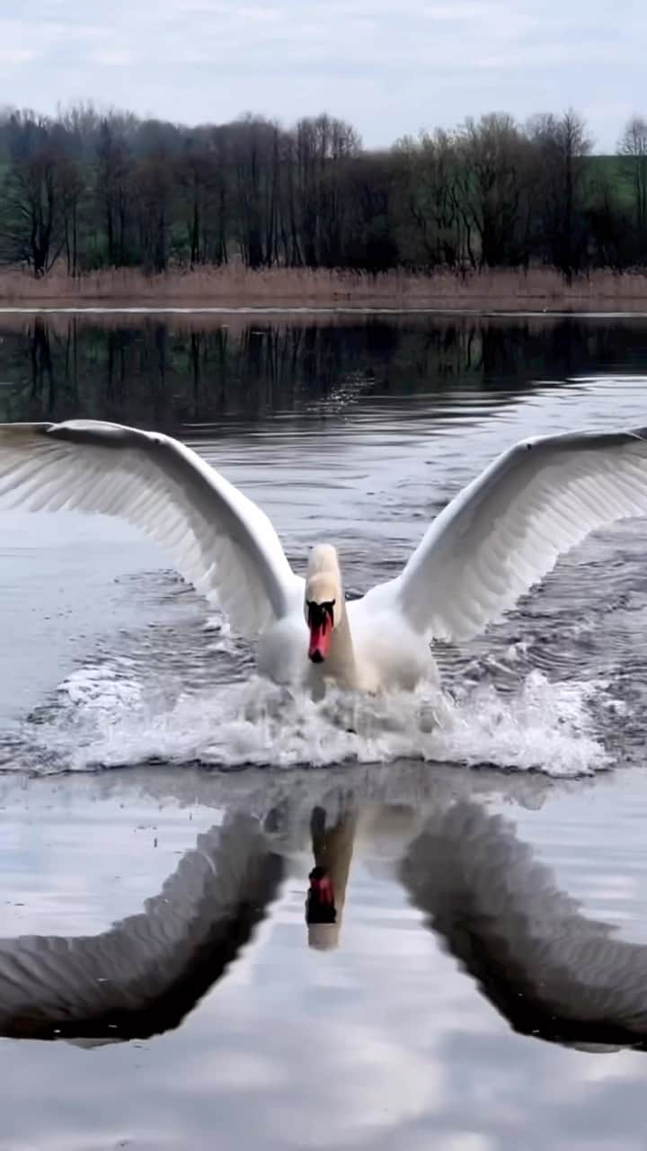 WildLifeのインスタグラム：「Video by @aaaminsk」