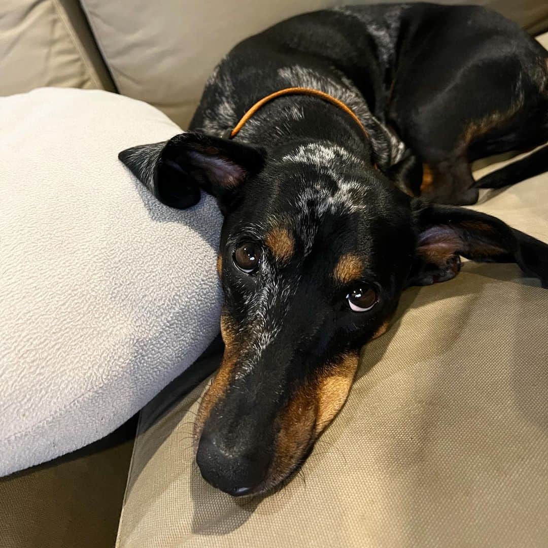 Hoykong&Plamuekのインスタグラム：「June 2023 Kua-Gling  คั่วกลิ้งเองค้าบ  #dachshundsofinstagram #kgdoxie #doxieworld #dogoftheday #dogstagram」