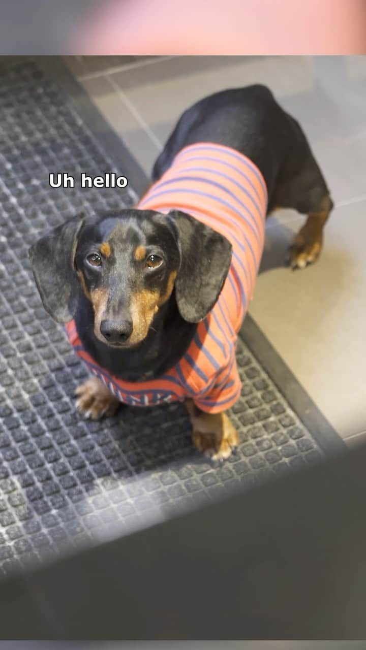 Crusoe the Celebrity Dachshundのインスタグラム：「“Oakley has a dentist appointment at “twooth hurty” 😬” ~ Crusoe  #dachshunds #dogsofig #dentist」