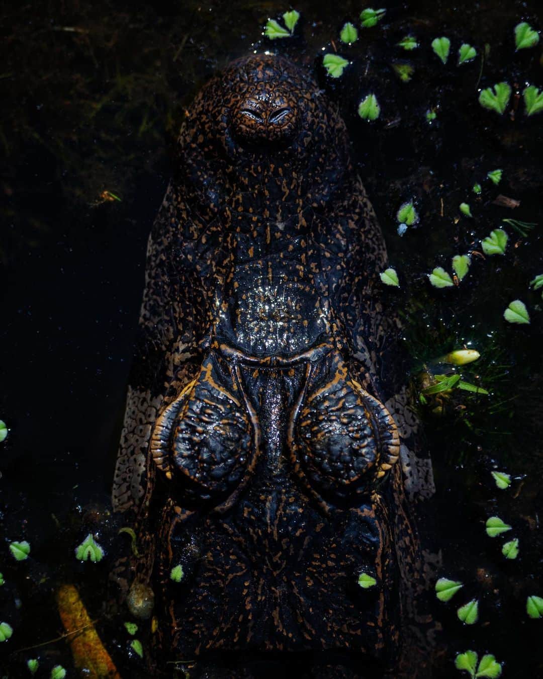 Keith Ladzinskiのインスタグラム：「An ornately camouflaged, juvenile caiman patiently waiting for prey in a small pond. From a top down perspective, this caiman’s eyes resemble small turtle shells basking in the sun on a rock.」