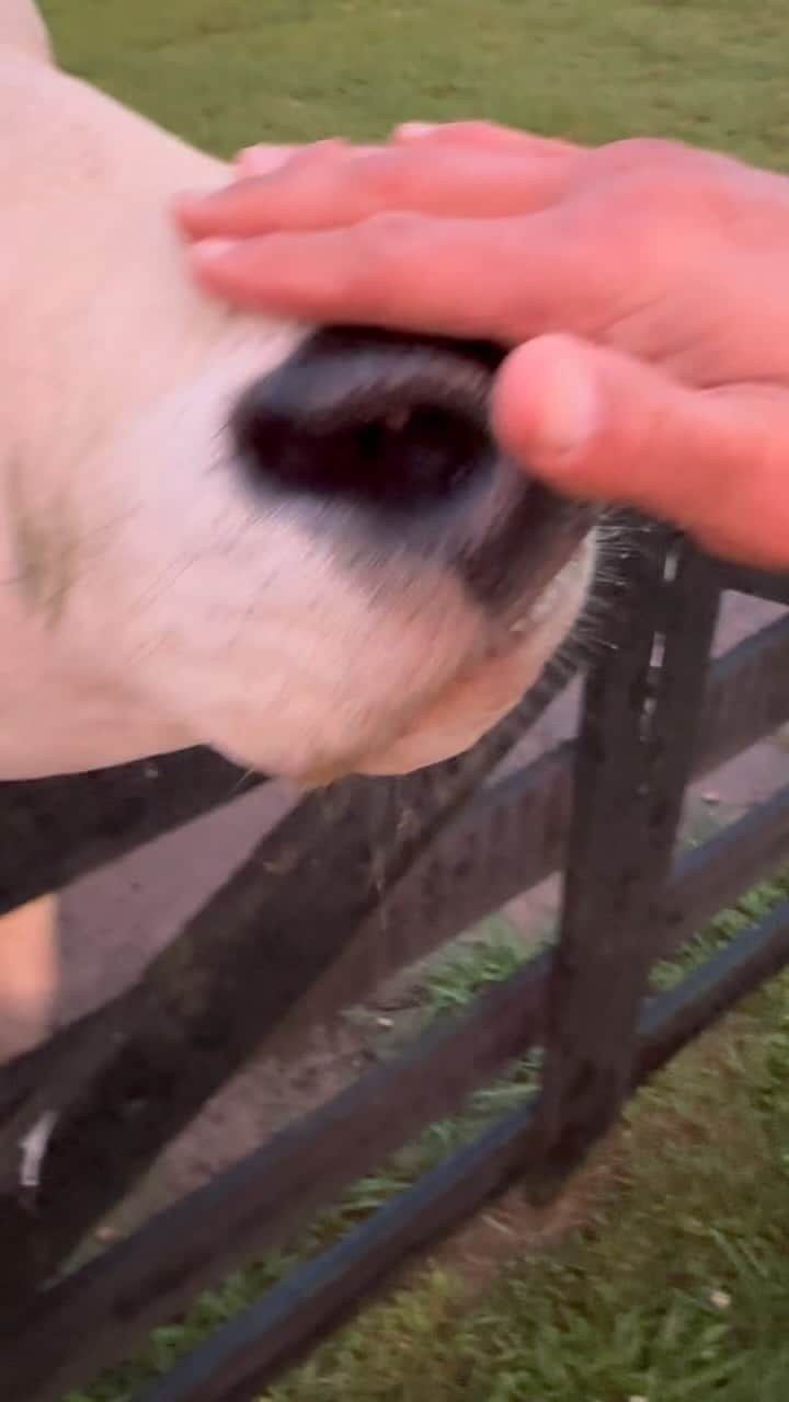 ドウェイン・ジョンソンのインスタグラム：「Just two gangstas doing gangsta shit 💪🏾😂  My pet Brahma bull is still a 1500lb baby - he and his horns gotta lot of growing to do.   He’s a good boy, from good stock.  Very loving, with an attitude 😈 Like chicken soup, he’s good for the soul 😎✨  #soulbully #johnsonranch」