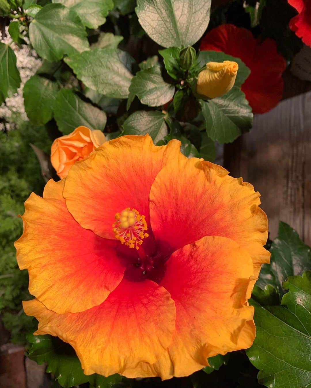 本山なみさんのインスタグラム写真 - (本山なみInstagram)「真夜中のハイビスカス…🌺  #hibiscus  #flowerlovers」6月29日 1時28分 - namiii0922