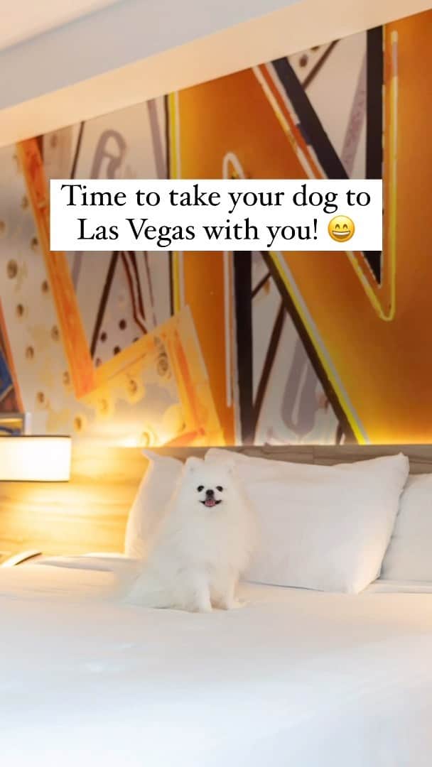 Mochi the Orkyehのインスタグラム：「It’s time to take your pet to Las Vegas with you! || Dog friendly hotels in Las Vegas! 🐶🏨 #dogfriendly #petfriendly」