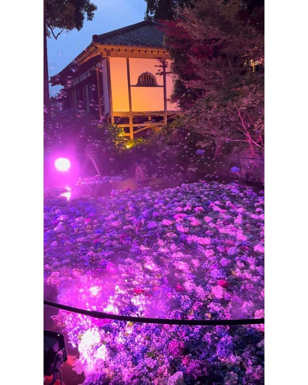 笹丘明里さんのインスタグラム写真 - (笹丘明里Instagram)「. 🏵️⛩️雨引観音さま⛩️🏵️ . 💜🩷🩵🤍💙💜🩷🩵🤍💙 . #あじさい #紫陽花 #あじさい祭り #絶景 #梅雨 #梅雨の晴れ間 #雨引観音 #花手水 #水中花 #花 #孔雀 #ヤギ #アヒル #鴨 #御朱印 #絶景スポット #茨城県 #茨城 #茨城観光 #紫陽花祭り #トイプードル #わんちゃんのいる生活 #犬のいる暮らし #犬とお出かけ #犬との暮らし #hydrangea  #dogsofinstagram #いぬすたぐらむ #いぬのいる暮らし #愛犬家」6月29日 2時28分 - akari_sasaoka