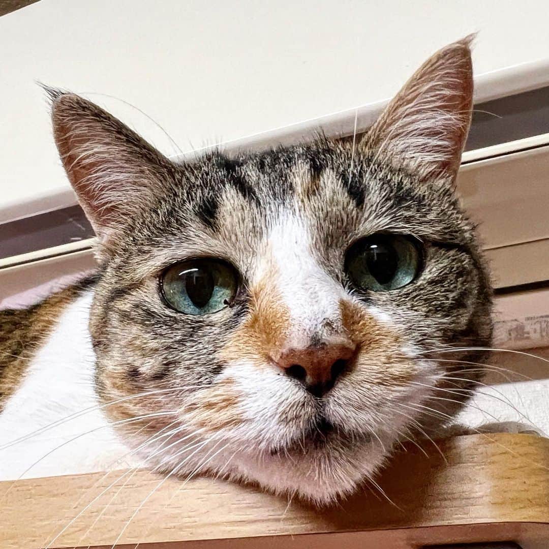 Kachimo Yoshimatsuのインスタグラム：「あつい。  #うちの猫ら #猫 #castella #ねこ #ニャンスタグラム #にゃんすたぐらむ #ねこのきもち #cat #ネコ #catstagram #ネコ部 http://kachimo.exblog.jp」
