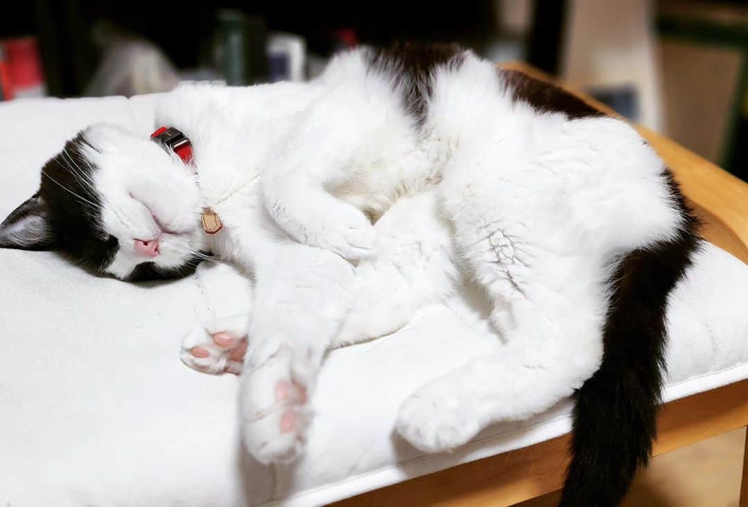 せいのゆみのインスタグラム：「夏でももふもふな毛　暑くないのかなぁ #ぶんたろうとにゃーねこ #ねこ好き #ねこと暮らす #猫好き #猫のいる暮らし #猫好きさんと繋がりたい」