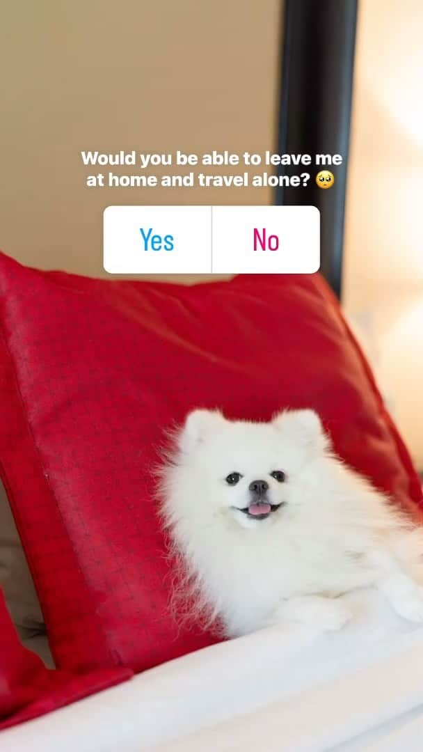 Mochi the Orkyehのインスタグラム：「I would be the best travel partner! Look at me 🥹❤️ #travellingwithdogs #dogtraveller #dogfriendly」