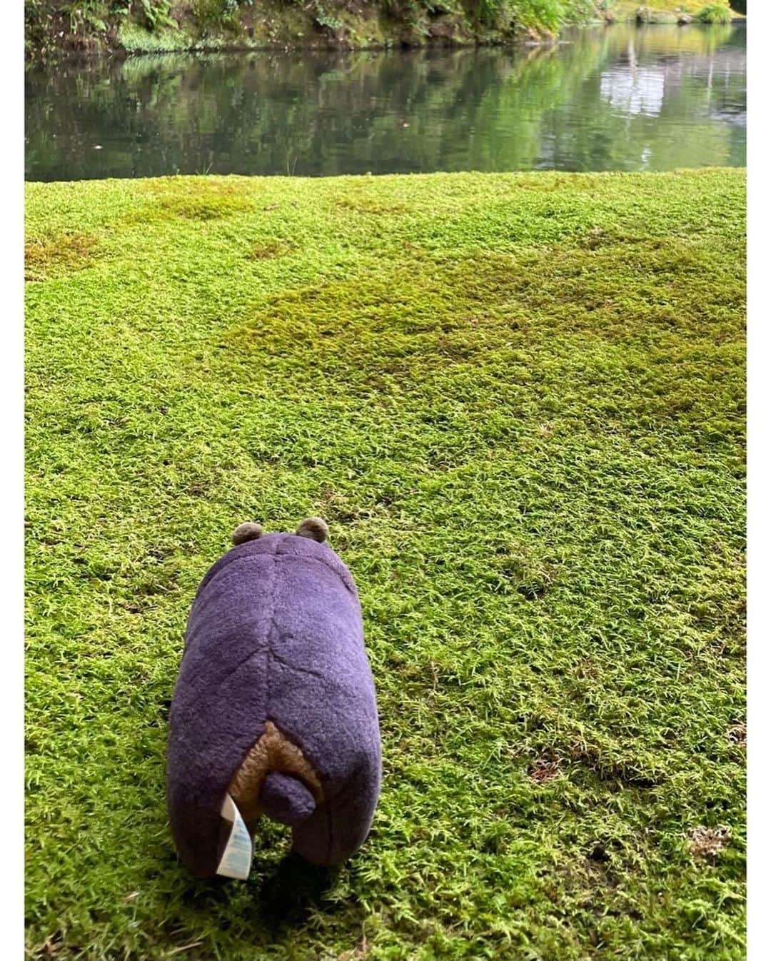 はなさんのインスタグラム写真 - (はなInstagram)「カバ、伊豆へリトル・トリップ。梅雨は景色がしっとりしていて、カバも落ち着くそうです🦛 #カバ #伊豆」6月29日 13時22分 - hanalovestaco