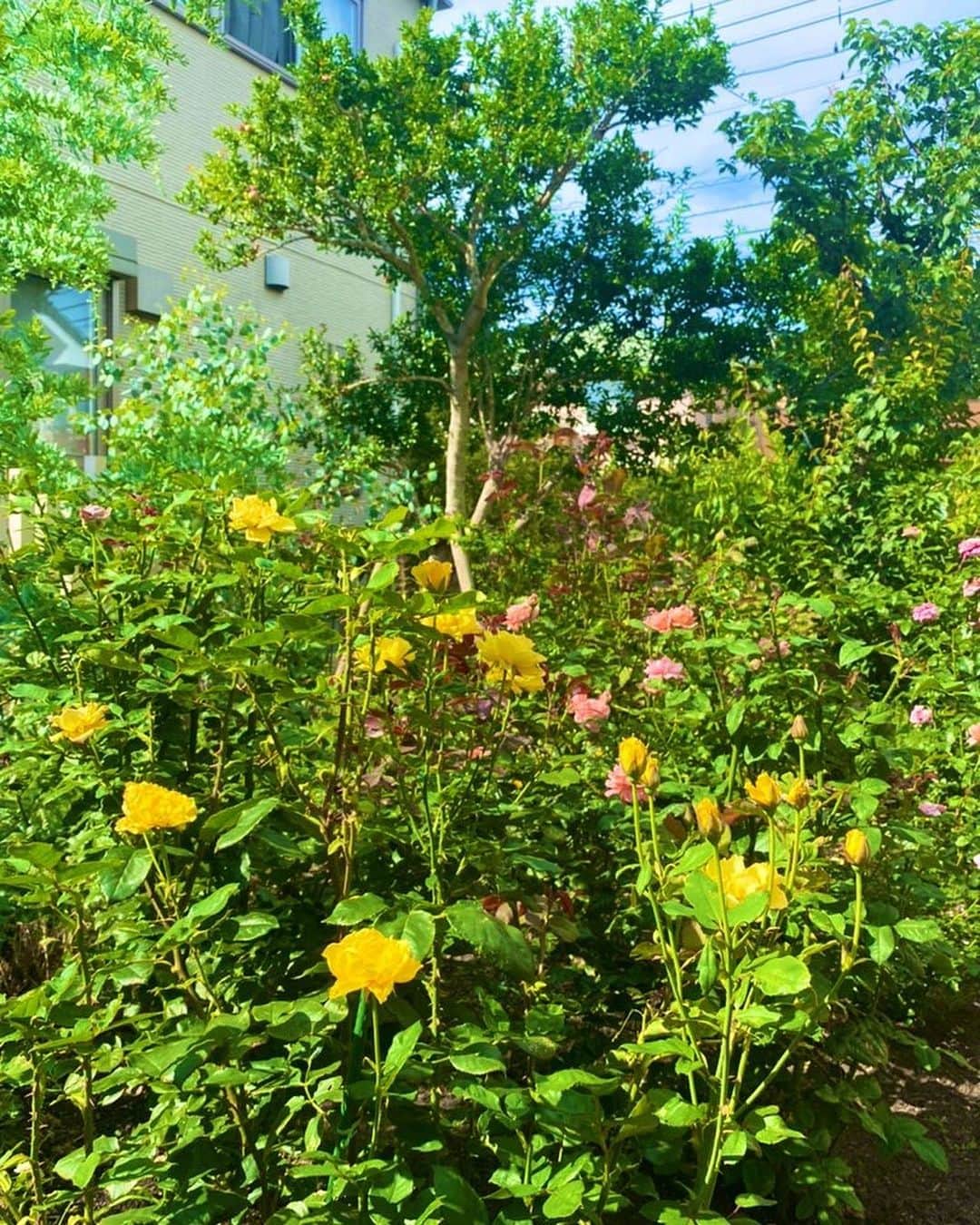 野口健さんのインスタグラム写真 - (野口健Instagram)「最近、庭いじりをしていると、庭は庭で「小さな地球なんだなぁ〜」と感じることがあります。  植物たちの生命力も凄まじいですね。寒い冬をじっと耐え、または、寝ているのかな。そこから春になり、溜め込んでいたエネルギーを一気に爆発させるかのような。庭は生き物の宝庫。あっ、トカゲさんや、ミミズさんがだいぶ、増えましたね。困っているのは、黄金虫さん…。ムシャムシャと葉っぱを食べるよね。鉄砲虫がやってきたら、やっつけます！！！オリーブの木が４本。イチジクの木が2本。特にこの木たちが鉄砲虫にやられやすい。睨みを効かせなければ…。それにしても、この暑さの中での庭仕事は危険だなぁ〜。  #野口健#ガーデニング#野口健ガーデニング」6月29日 14時04分 - noguchiken8848