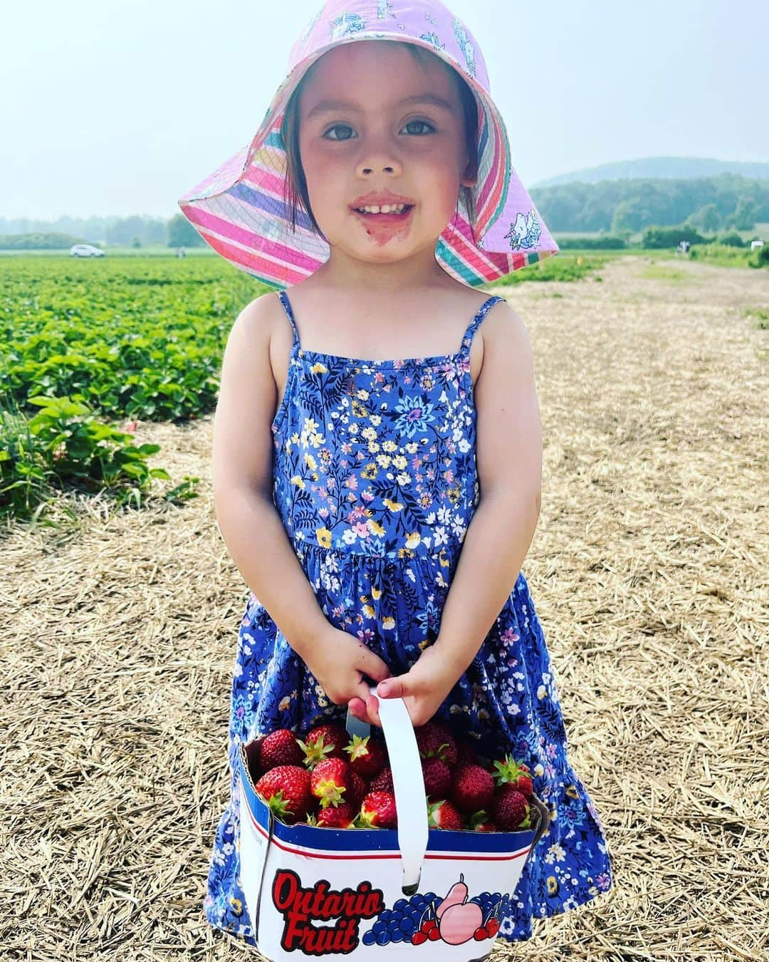 メーガン・デュアメルのインスタグラム：「Strawberry picking 🍓   $36 for 2 baskets of strawberries, you better believe she ate a few along the way.   Price gauging is out of control! 🤯 I’m not impressed but it was still a fun outing!  #strawberrypicking #strawberryseason」