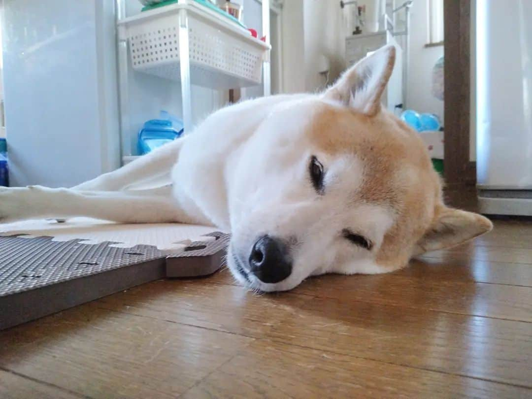 柴犬⭐️サスケのインスタグラム