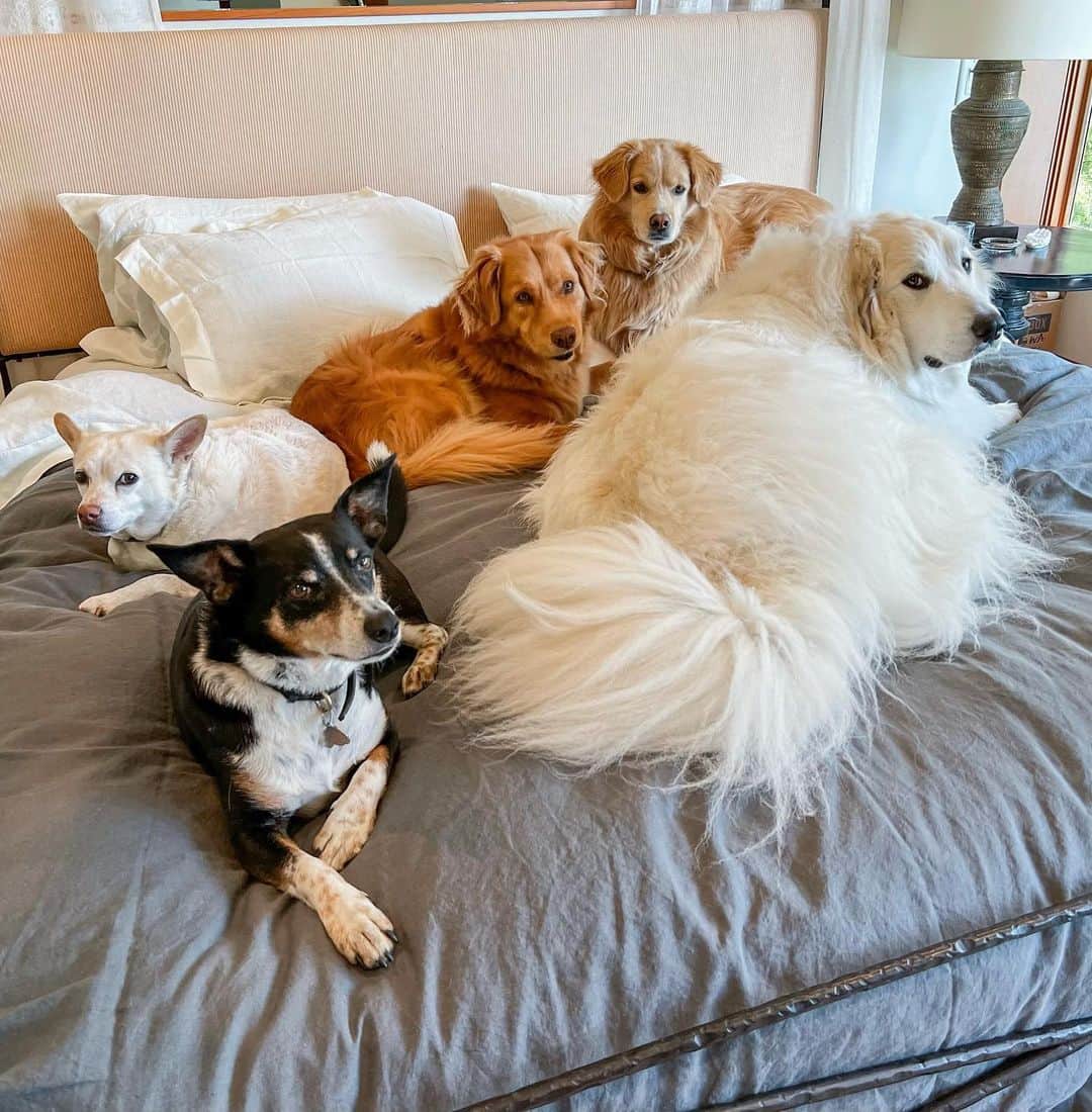 ヒラリー・スワンクのインスタグラム：「So I walked into my bedroom to find this display of rescue dog nap yumminess…   Can you even? Terrific Teddy, Super Sufi, Kinetic Kai, Dashing Dunton and Mama Moon all divinely spread out on @potterybarn’s cozy Belgian Linen. Best nap ever.    I’m hereby officially starting a National Nap with Your Dog Day. Any takers? 🐕🐕🐕🐕🐕 🛏️ ❤️ 💤    #AdoptDontShop #WhoRescuedWho #MyPotteryBarn #NationalNapWithYourDogDay」