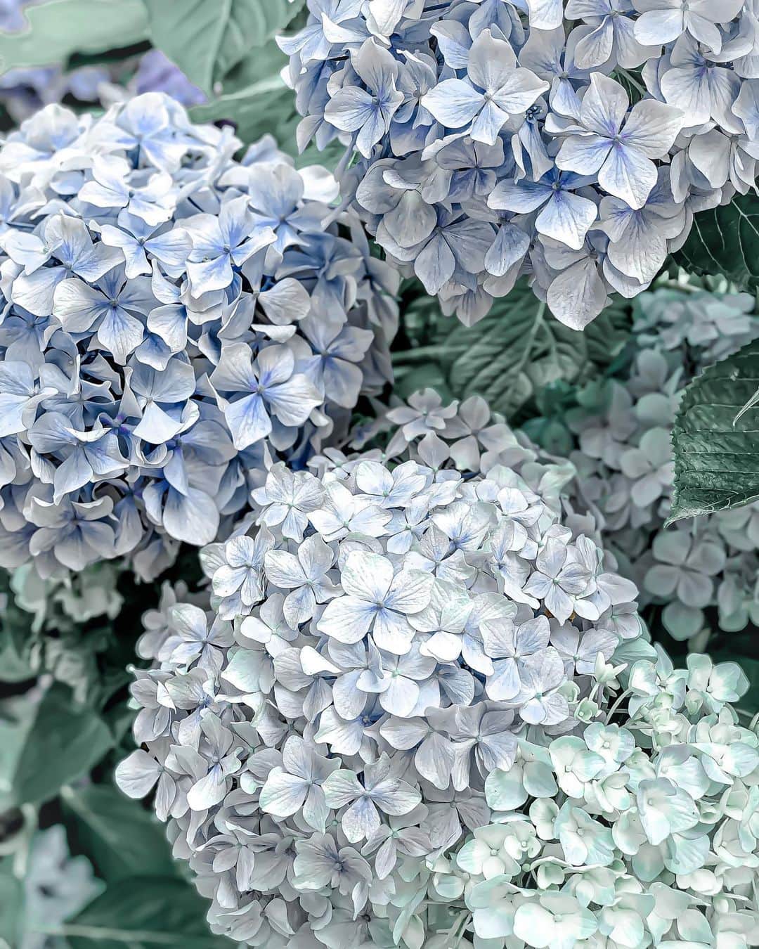 Yukicoさんのインスタグラム写真 - (YukicoInstagram)「𓆱𓆸𓆹𓆺  𝐛𝐥𝐮𝐞 𝐦𝐨𝐝𝐞ちょっとだけ🤏🏻  ————————————————————— 見てくださる方にプラスになる投稿をしていきます 是非いいね♡フォロー♡ よろしくお願いいたします𓅟 私の写真の編集については フォトレッスンでレクチャーをしています —————————————————————  #flowers#flowerpower#flowerphotography#flowerporn#flowerslovers#flowerstagram#bouquet#bouquets#btsarmy#jiminpen#btsjimin #ジミンペン」6月29日 6時42分 - yukicolifecom