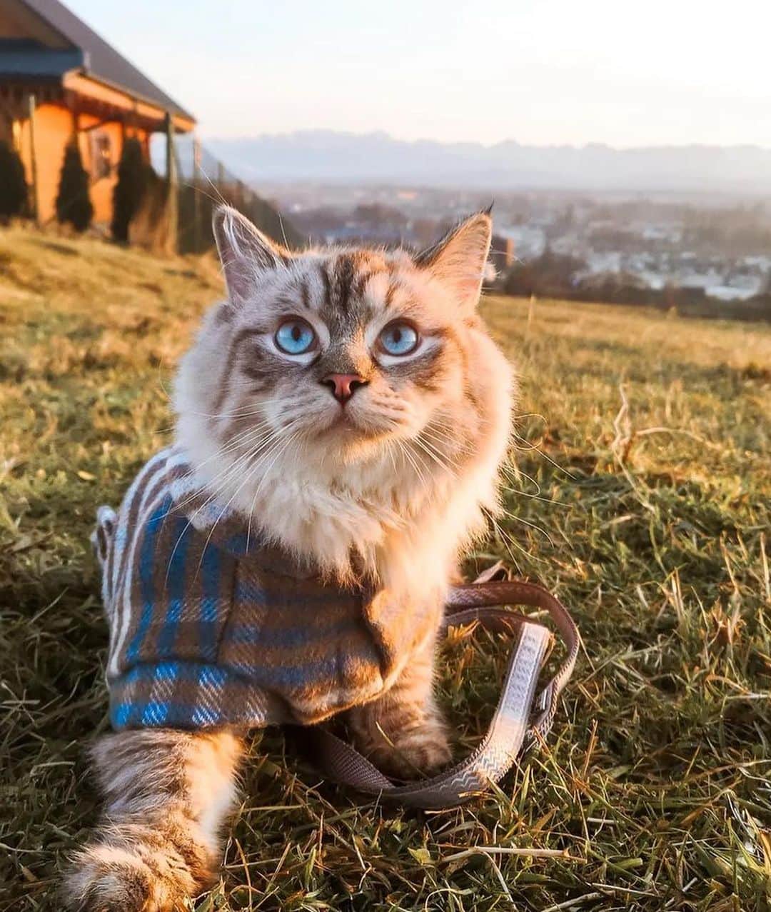 Bolt and Keelさんのインスタグラム写真 - (Bolt and KeelInstagram)「Meet Royce! 🌾 This Ragdoll kitty is on a mission to explore the world 🗺️   @adventrapets ➡️ @royce_the_cat_  —————————————————— Follow @adventrapets to meet cute, brave and inspiring adventure pets from all over the world! 🌲🐶🐱🌲  • TAG US IN YOUR POSTS to get your little adventurer featured! #adventrapets ——————————————————」6月29日 6時50分 - adventrapets