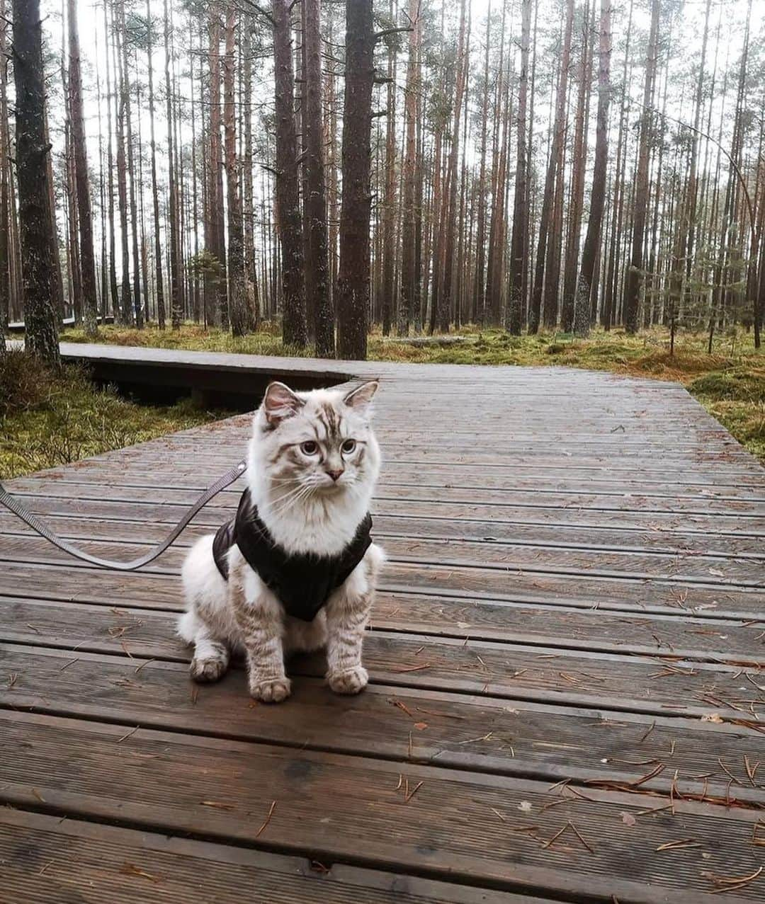 Bolt and Keelさんのインスタグラム写真 - (Bolt and KeelInstagram)「Meet Royce! 🌾 This Ragdoll kitty is on a mission to explore the world 🗺️   @adventrapets ➡️ @royce_the_cat_  —————————————————— Follow @adventrapets to meet cute, brave and inspiring adventure pets from all over the world! 🌲🐶🐱🌲  • TAG US IN YOUR POSTS to get your little adventurer featured! #adventrapets ——————————————————」6月29日 6時50分 - adventrapets