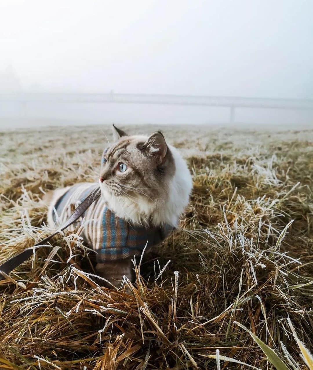 Bolt and Keelのインスタグラム：「Meet Royce! 🌾 This Ragdoll kitty is on a mission to explore the world 🗺️   @adventrapets ➡️ @royce_the_cat_  —————————————————— Follow @adventrapets to meet cute, brave and inspiring adventure pets from all over the world! 🌲🐶🐱🌲  • TAG US IN YOUR POSTS to get your little adventurer featured! #adventrapets ——————————————————」
