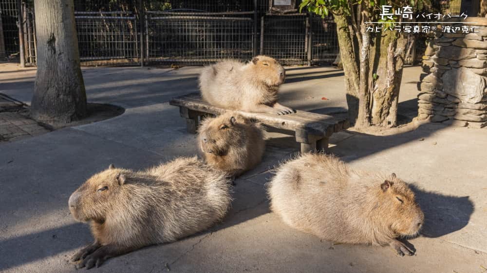 渡辺克仁さんのインスタグラム写真 - (渡辺克仁Instagram)「おはようございます。  #カピバラ #水豚 #capybara #おはよう」6月29日 7時00分 - katsuhito.watanabe