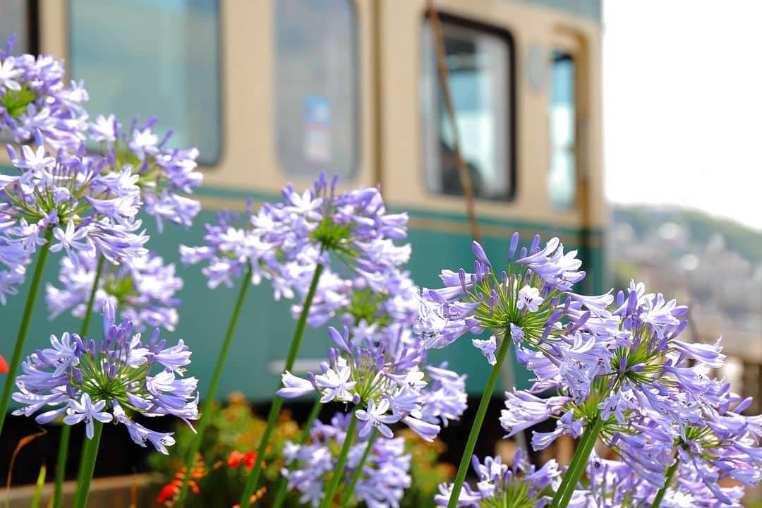 江の島・鎌倉 ナビのインスタグラム：「江ノ電沿線に咲くアガパンサス  梅雨の時期に見ごろを迎える花はアジサイだけではありません。 小動付近、江ノ電沿線を歩くと涼やかな青い花「アガパンサス」がお出迎え。 「恋の訪れ」という花言葉を持つロマンティックな花が夏の訪れを知らせてくれます。  ※こちらは過去に撮影した写真です。  #アガパンサス #腰越 #小動 #江ノ島 #江の島　#鎌倉 #江の島鎌倉 #江ノ電 #enoden #enoshima #kamakura #enoshimakamakura #kanagawa #japan #絵はがきになる日常を  Webサイト「江の島・鎌倉ナビ」でもいつ訪れても楽しめる江の島・鎌倉の魅力をたっぷりお伝えしています♪プロフィール欄のURLよりアクセスください☺ @enokama」