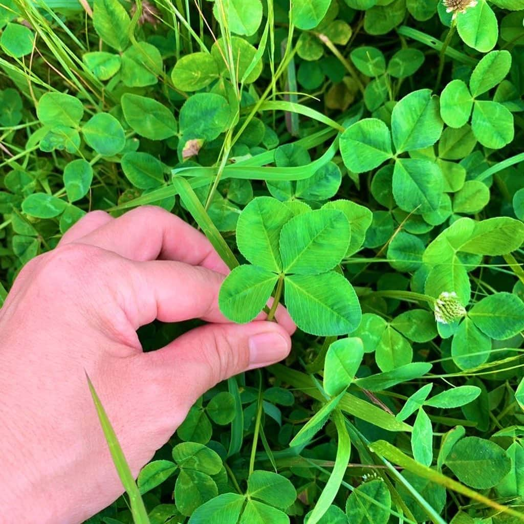 綾瀬マリアのインスタグラム：「🍀🍀🍀🍀🍀🍀🍀🍀🍀🍀🍀🍀  綾瀬マリアの趣味は…  車の運転🚗と 四葉のクローバー探し🍀  もう… 特技になってるかも❓  この季節は、特にめっちゃ見つかる💕  昨日の雷が⚡️嘘みたい😊 晴れた☀️  皆様にも…プチハッピーよ届け〜🎁  🍀🍀🍀🍀🍀🍀🍀🍀🍀🍀🍀🍀」