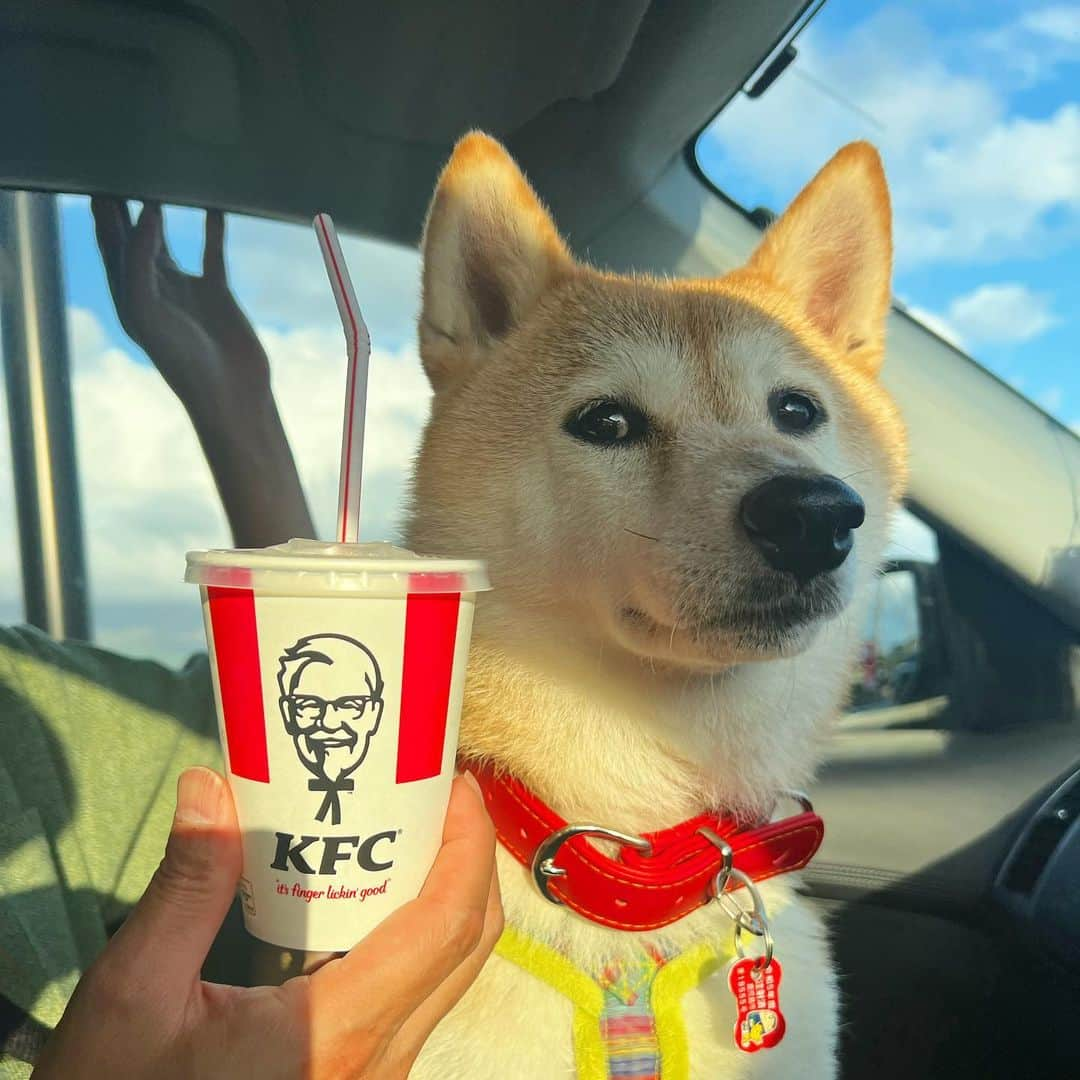 柴犬ハル&保護犬すずのインスタグラム：「🥤 . この前、ケンタッキーにバーガーだけ 買いに行きました🥤🚗 （ドライブスルー） . #10分程お時間頂きますとお姉さんに言われました #全然待てます10分くらい余裕しゃくしゃく #待たせるのでドリンク人数分サービスしますと言われました #え #衝撃でした #10分待たせるからって好きなドリンクを人数分😱 #とってもとっても申し訳なかったけどいただきました🙇‍♀️ #もらったんかーーーい #ハルは黙って水道水 . #柴犬#柴#kagoshima#dog#shibastagram#いぬバカ部#family#cat#鹿児島#赤柴#ねこ#猫#雑種#天文館#日本犬#保護犬を家族に#保護犬#元保護犬#姉妹#ケンタッキー #ハンバーガー」