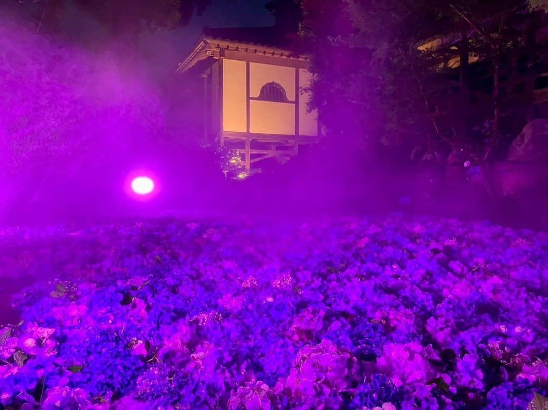 依田司さんのインスタグラム写真 - (依田司Instagram)「6月29日(木) 日本百観音の一つ、茨城県桜川市の雨引観音から。1400年の歴史ある場所では、この時期、アジサイが彩りを添えています。特に人気なのが、境内の池に剪定したアジサイを敷き詰める「水中華」というイベント。さらに今年からは、池にミストを発生させてライトアップも行っています。 今朝は、仏教で聖なる鳥とされるクジャクが屋根の上で羽を休めていました。シャチホコのように鎮座する姿は、まるで鳳凰のように神々しかったです。 安産や子育てにご利益があるこちらでは、珍しいお札やお守りが人気。  #雨引観音 #DoCLASSE #ドゥクラッセ #依田さん #依田司 #お天気検定 #テレビ朝日 #グッドモーニング #気象予報士 #お天気キャスター #森林インストラクター #グリーンセイバーアドバンス #プロジェクトワイルド #IPCC伝導者 #japan #japantrip #japantravel #unknownjapan #japanAdventure #japanlife #lifeinjapan #instagramjapan #instajapan #療癒 #ilovejapan #weather #weathercaster #weatherforecast」6月29日 9時33分 - tsukasa_yoda