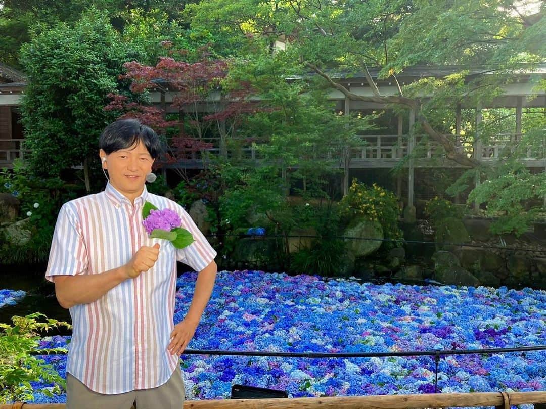 依田司のインスタグラム：「6月29日(木) 日本百観音の一つ、茨城県桜川市の雨引観音から。1400年の歴史ある場所では、この時期、アジサイが彩りを添えています。特に人気なのが、境内の池に剪定したアジサイを敷き詰める「水中華」というイベント。さらに今年からは、池にミストを発生させてライトアップも行っています。 今朝は、仏教で聖なる鳥とされるクジャクが屋根の上で羽を休めていました。シャチホコのように鎮座する姿は、まるで鳳凰のように神々しかったです。 安産や子育てにご利益があるこちらでは、珍しいお札やお守りが人気。  #雨引観音 #DoCLASSE #ドゥクラッセ #依田さん #依田司 #お天気検定 #テレビ朝日 #グッドモーニング #気象予報士 #お天気キャスター #森林インストラクター #グリーンセイバーアドバンス #プロジェクトワイルド #IPCC伝導者 #japan #japantrip #japantravel #unknownjapan #japanAdventure #japanlife #lifeinjapan #instagramjapan #instajapan #療癒 #ilovejapan #weather #weathercaster #weatherforecast」
