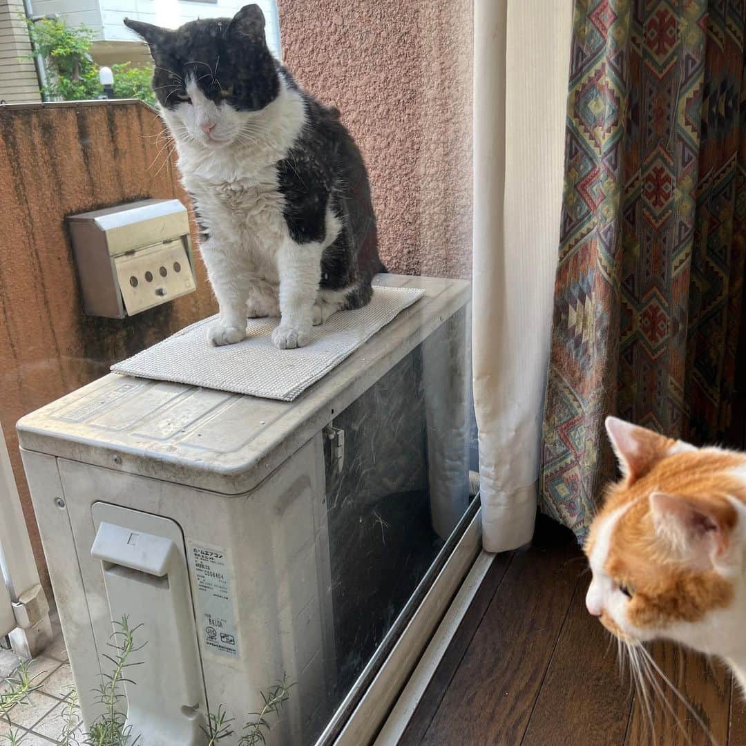 Kachimo Yoshimatsuさんのインスタグラム写真 - (Kachimo YoshimatsuInstagram)「おはようイカスミ Good Morning Ikasumi 今日は暑いから ちゃんと涼しい所見つけて ゆっくりしてね。  #うちの猫ら #猫 #ねこ #ニャンスタグラム #ikasumi #にゃんすたぐらむ #ねこのきもち #cat #ネコ #catstagram #ネコ部 http://kachimo.exblog.jp」6月29日 9時46分 - kachimo