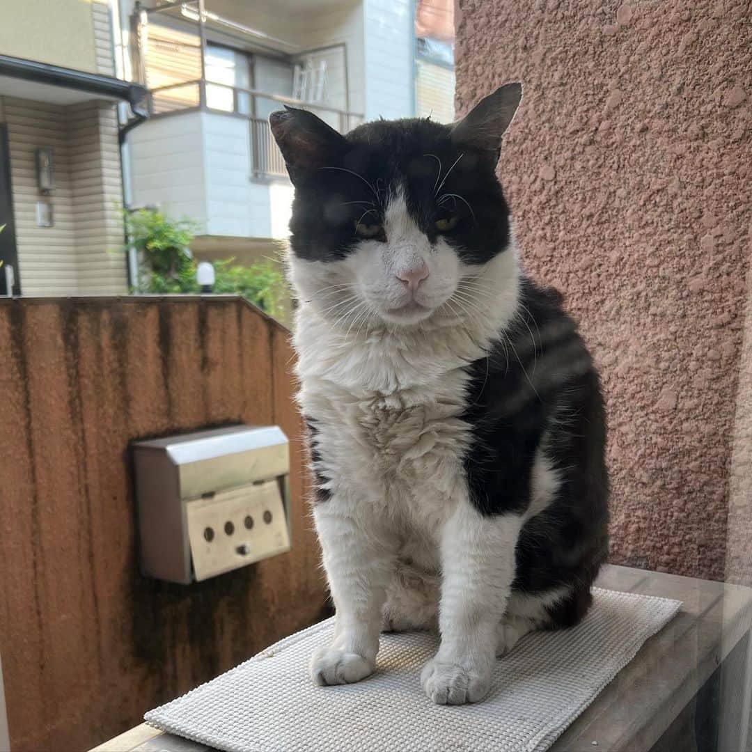Kachimo Yoshimatsuのインスタグラム：「おはようイカスミ Good Morning Ikasumi 今日は暑いから ちゃんと涼しい所見つけて ゆっくりしてね。  #うちの猫ら #猫 #ねこ #ニャンスタグラム #ikasumi #にゃんすたぐらむ #ねこのきもち #cat #ネコ #catstagram #ネコ部 http://kachimo.exblog.jp」