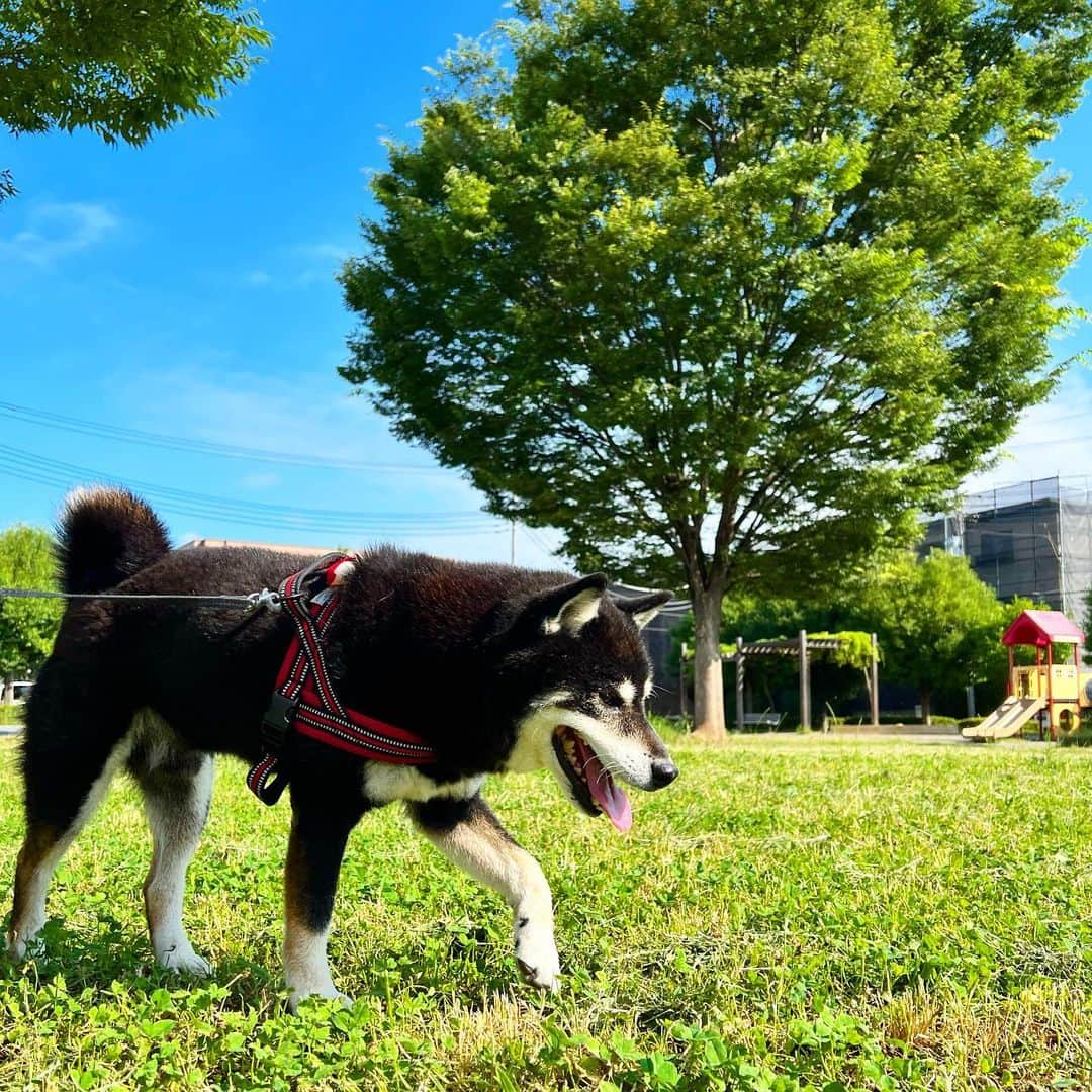 小川博永のインスタグラム：「暑いぜ。  #ししまる爺さん  #今朝まる #ししまる #dog #dogs #柴犬 #黒柴」