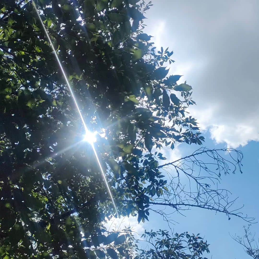 有馬徹さんのインスタグラム写真 - (有馬徹Instagram)「おはようございます。 朝の散歩。今日も快晴です。アニメ感ある素晴らしい木漏れ陽が撮れました。今日も清々しい〜  #朝散歩 #朝のルーティン」6月29日 10時28分 - inuarima