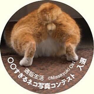 Masayukiさんのインスタグラム写真 - (MasayukiInstagram)「「クオカード」も賞典に！  いつもご応募くださって誠にありがとうございます❗️  通販生活® 「〇〇すぎる」ネコ写真コンテストの締切日は6月30日になりますー。 入選すると 必死すぎるネコステッカーもしくはクオカードをプレゼント！  Instagramのぼくのプロフィールページに掲載されているlink tree のURLから投稿ページに行けると思います。 お手数をおかけしますが、どしどしご応募お待ちしております！ よろしくお願いいたします。  #通販生活」6月29日 10時39分 - okirakuoki