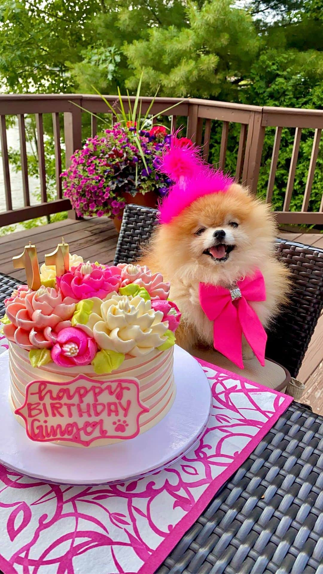 Monique&Gingerのインスタグラム：「Happy 11th Birthday to my dear sweet Ginger girl🐶💕We celebrated out at our lake house with boat rides and belly rubs, new squeaky toys and of course Gingers favorite part was the cake!🎂😛We love you Gingee💖」