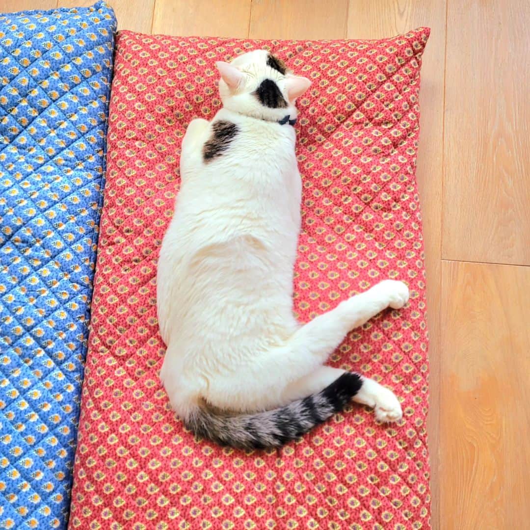 のインスタグラム：「おねんねサンチョロ⁡ ⁡⁡ ⁡⁡ ⁡⁡ ⁡#teko家卒猫 #下半身不随猫三太 #下半身不随猫チョロ #サンチョロ #哀れなリスナーにサンチョロの祝福を #下半身不随猫 #下半身不随猫と暮らす #圧迫排尿猫 #圧迫排尿  #cat #rescuecat #ねこ #保護猫 #負傷猫 #熊本市動物愛護センター出身 #teko家の犬猫たち#花の木シェルター」