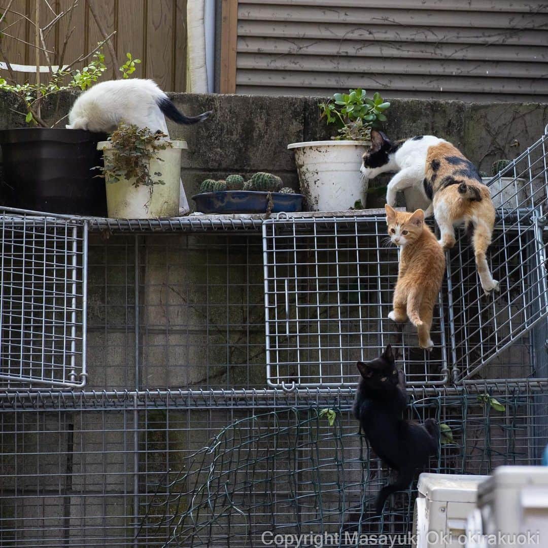 Masayukiのインスタグラム：「のぼる。  #cat #ねこ #猫 #東京カメラ部 #nekoclub  #mmgtw #my_eos_photo  #yourshotphotographer」