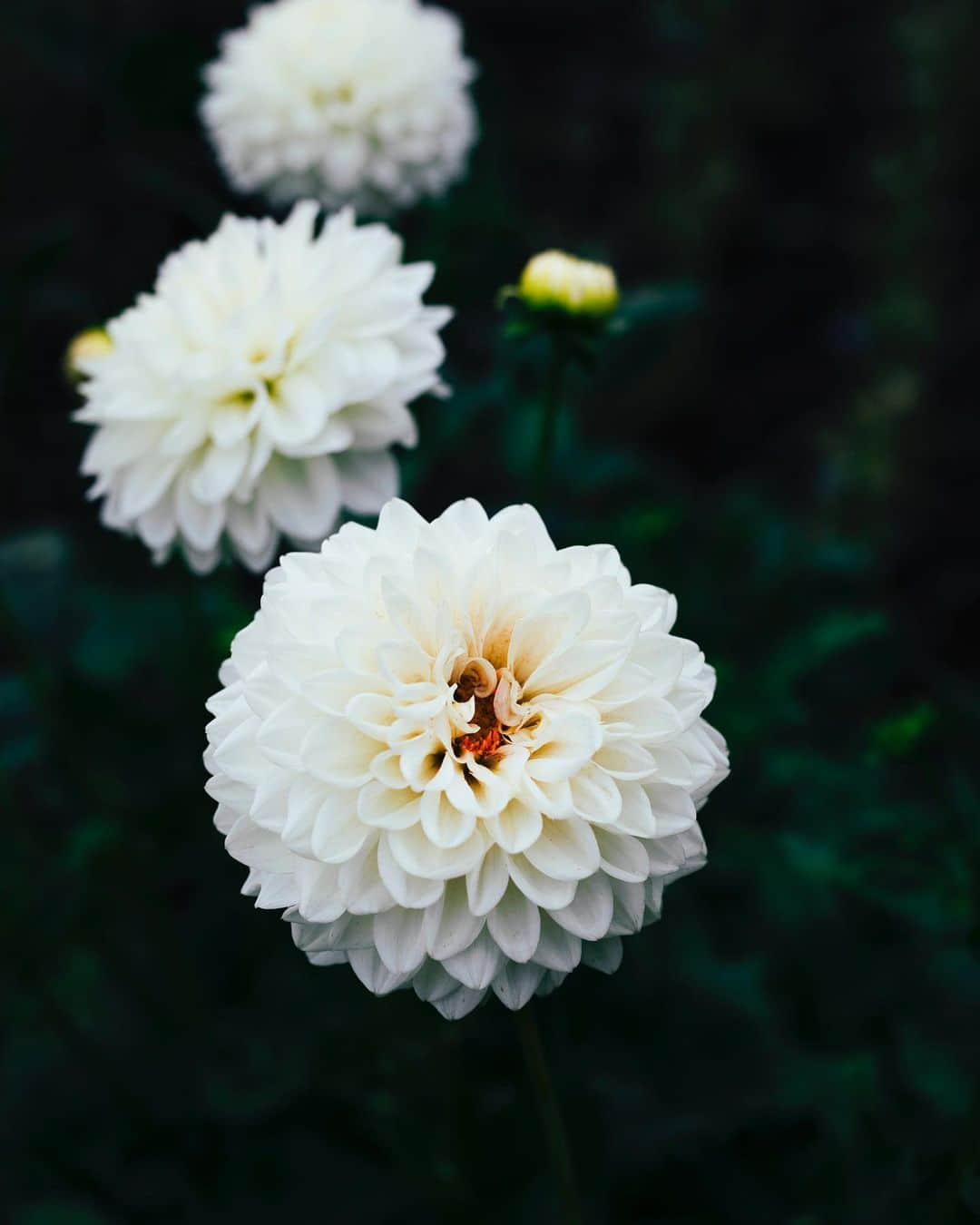 増田由希子のインスタグラム：「White dahlias🤍 #dahlia #dahlias #allotmentgarden #flowergarden #gardening #allotment   畑にて #ダリア」