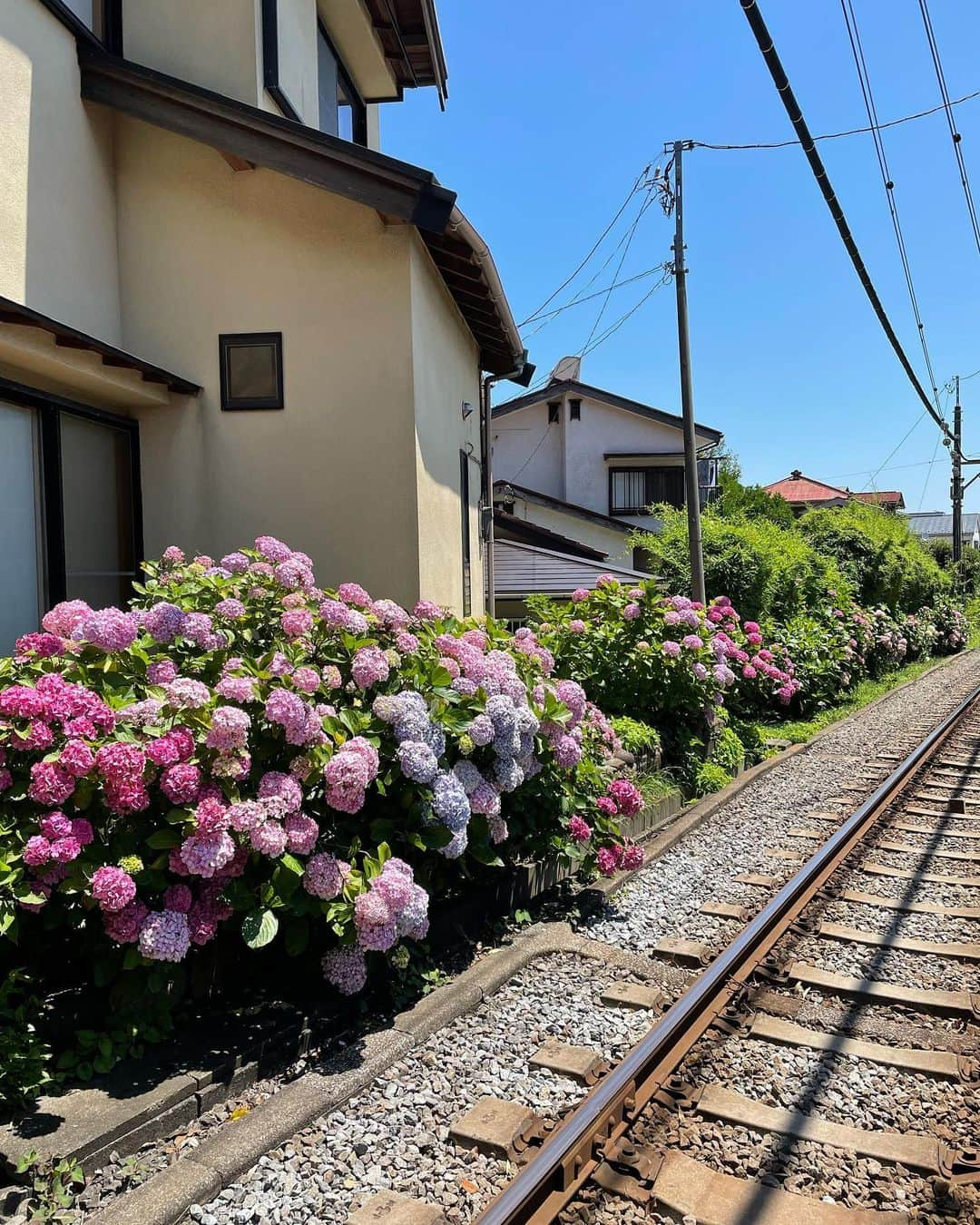 山本まさみさんのインスタグラム写真 - (山本まさみInstagram)「・ ・ 最近みた綺麗な景色☺️🫶 ⁡ ■バラたくさん @代々木公園 ■白樺の木 ＠札幌 ■気持ちよさそうな鴨 @中島公園 ■紫陽花 @鎌倉 ■このお花はなんだろう？ハス？ @千葉 ■長野マラソンで @長野県 ⁡」6月29日 22時38分 - masami_macho