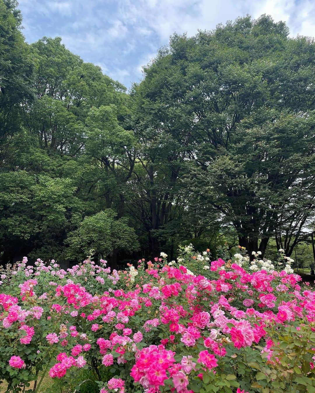 山本まさみのインスタグラム：「・ ・ 最近みた綺麗な景色☺️🫶 ⁡ ■バラたくさん @代々木公園 ■白樺の木 ＠札幌 ■気持ちよさそうな鴨 @中島公園 ■紫陽花 @鎌倉 ■このお花はなんだろう？ハス？ @千葉 ■長野マラソンで @長野県 ⁡」