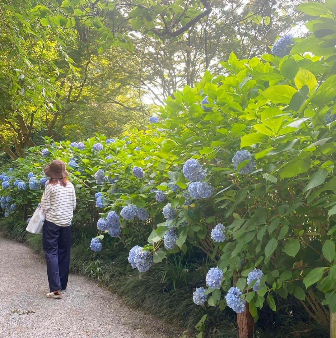 渡辺梨夏子のインスタグラム：「梅雨の雨はどこへやら。 それでも季節を感じたくて紫陽花を見るために、お久しぶりの北鎌倉は明月院へ🌕🐰  そして値段を３度見くらいしたけど、濃厚贅沢。唯一無二なイタリアンジェラートに感動🍨小町通りを一本入ったところなので、鎌倉に行く機会がある方はぜひ一度味わってみてほしい！あんなジェラート始めて食べました！（松の実レモン×マスカルポーネを選びました）最後にカジュアルなビストロでわいわいと。葉山牛のステーキが美味しかった〜！  6月もあっという間にお終いですね、お祝いしてもらったり、特別に労ってもらったり。そんな場面が多かったような気もします🌿さて今年も折り返し、楽しいけど頑張らなきゃいけないことも沢山待ってるな〜  #記憶の記録#週末記録 #めも#たびめも #鎌倉#鎌倉さんぽ #北鎌倉#由比ヶ浜 #紫陽花#明月院 #アイス#アイス部 #ジェラート」