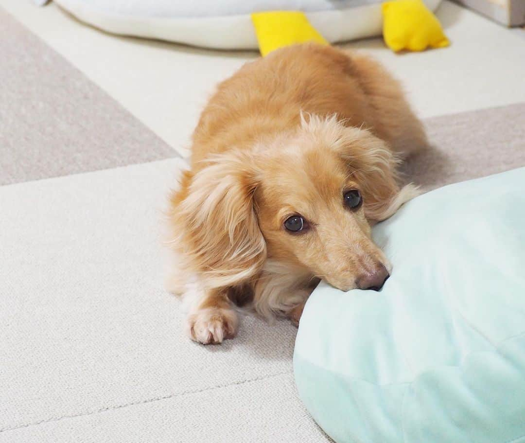 Sora Momoさんのインスタグラム写真 - (Sora MomoInstagram)「誰か遊んでくれないかなぁ🐶🐾 ☺︎ ちょっとだけあご乗せて 流し目上目遣い😅 ☺︎ #退屈#誰か遊んでくれないかなぁ#ちょっとだけあご乗せ#上目遣いで#チラッと見る#流し目上目遣い#暑いし#雨降るし#思うようにお散歩行けないね#この後#ちゃんと遊んでもらったよ #ダックス#ミニチュアダックス #dachshund #miniaturedachshund」6月29日 23時24分 - teratera_sorapu_