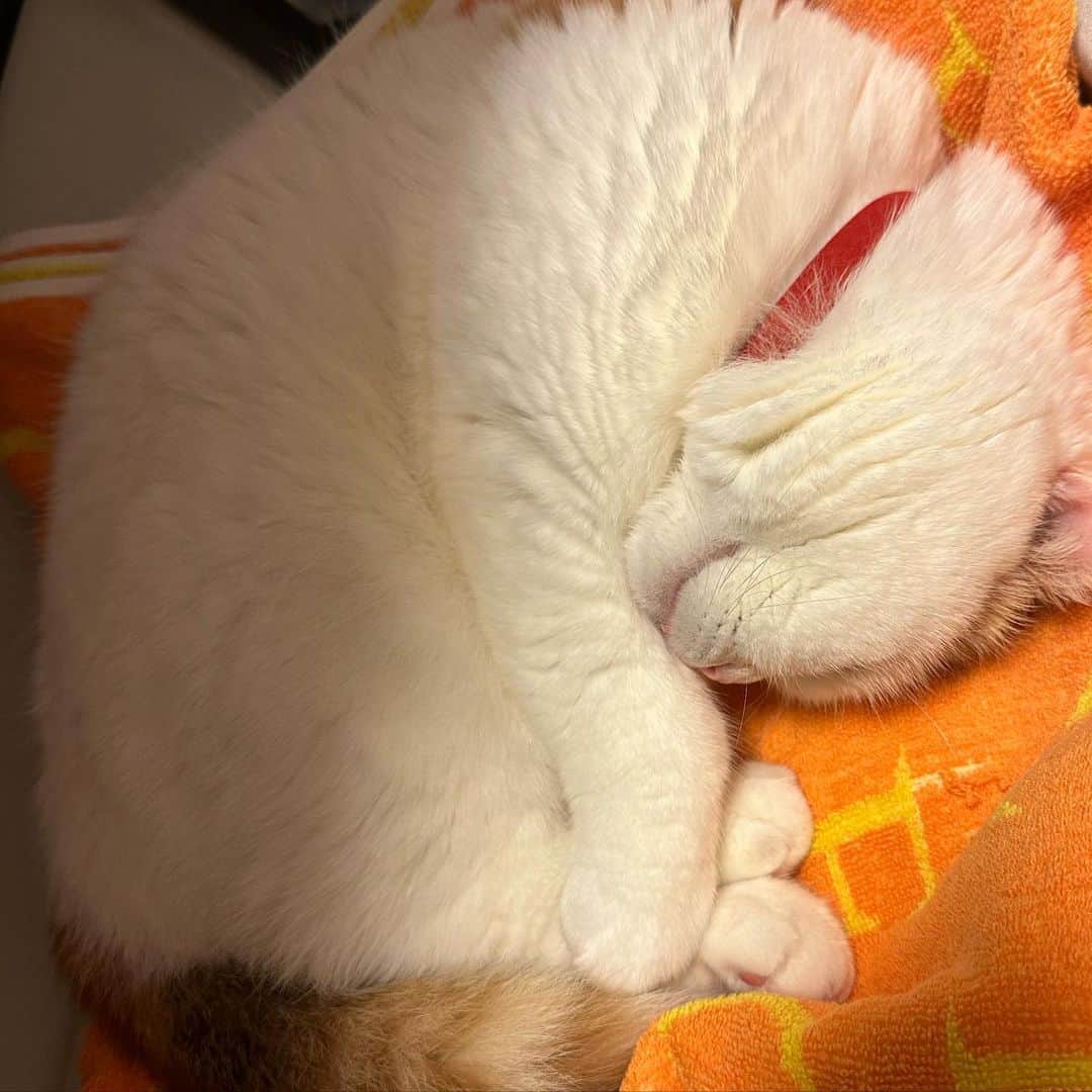 momo0224momomoさんのインスタグラム写真 - (momo0224momomoInstagram)「ゆずのために用意したベット。 ももが寝とる。笑 まぁ、いいか。  #ねこ#猫#かわいい#スコティッシュ#スコティッシュフォールド#ノルウェージャン#まん丸猫#ドラえもん#猫バカ#親バカ#多頭飼い#猫の平和を祈る#ペットバカ#ヌコ#Instagram猫#ねこ部#rakutenpet」6月29日 14時36分 - momo0224momomo