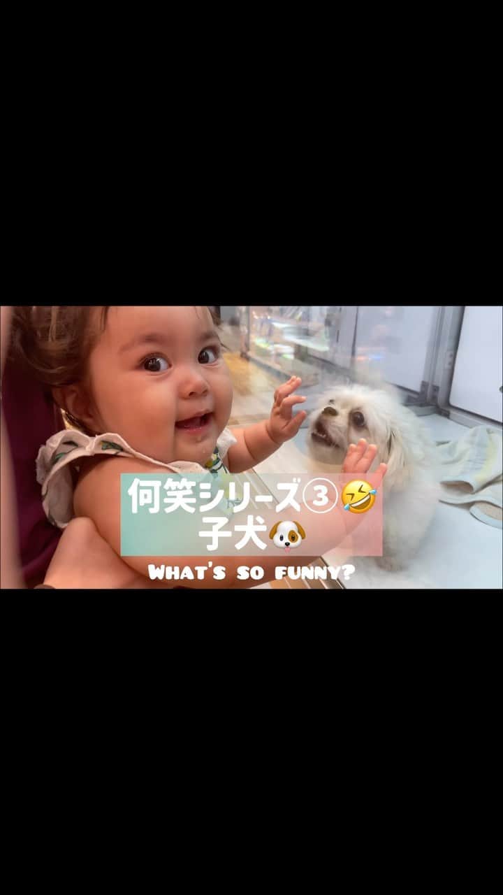 ノウィキ茉莉のインスタグラム：「何笑シリーズ　Part ③ What’s so funny? 😂  興奮した時の モンスターのような叫び声が 可愛すぎます🤣  #9monthsold #puppy #toypoodle #トイプードル #赤ちゃんと犬 #9ヶ月ベビー　#igbaby  #子連れお出かけ　#何笑シリーズ」