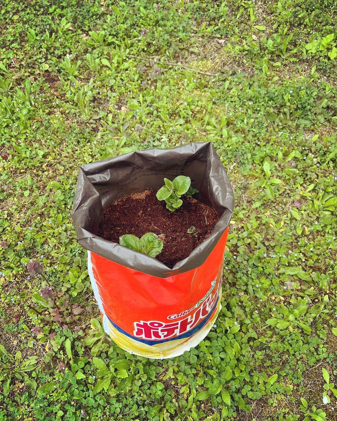 たまねぎさんのインスタグラム写真 - (たまねぎInstagram)「. . まめむぎが育てたじゃがいもの収穫をしました💕  みんなで食べました💕 とってもおいしかったよ！ しろくろも大喜びだったよ！  3枚目　じゃがバター 4枚目　３月 植える前の写真 5枚目　３月 種芋を植えているところ 6枚目　4月 芽が出てきたところ  #standardpoodle #スタンダードプードル #poodle #いぬのいる生活 #大型犬 #いぬのきもち #犬と暮らす #いぬなしでは生きていけません  #フランソワ王国出身 #大型犬との暮らし #大型犬と子ども #ジャガイモ収穫」6月29日 14時54分 - tamanegi.qoo.riku