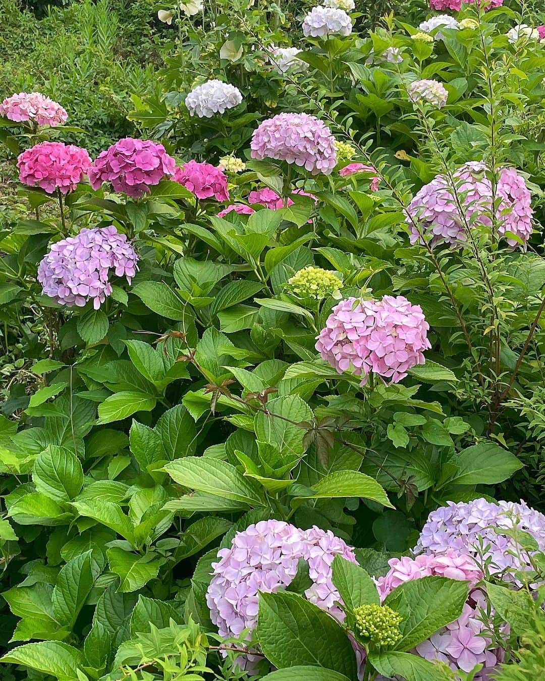 瀬名ひなののインスタグラム：「hydrangea」