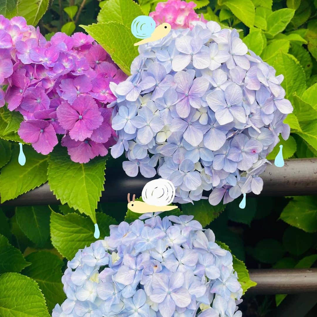 邑菜のインスタグラム：「💠 ･ ･ ･ 6月も終盤 梅雨はどこ行っちゃったのーって感じですがみなさんいかがお過ごしでしょうか⁇ 私は新しい日傘を買ってルンルンでございます🌼 あと、最近眼鏡コーデにもハマってます👓今度のっけるねん。 最近みんなが買ってテンション上がったものはなぁになぁに？  #あじさい #アジサイ #紫陽花 #6月 #jun」
